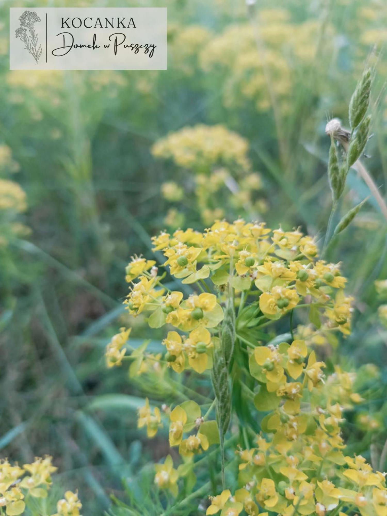 Domek W Puszczy ,,Kocanka" Mezyk ภายนอก รูปภาพ